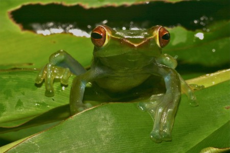 Jade Tree Frog Rhacophorus dulitensis Danum Valley, Sabah, Malaysia